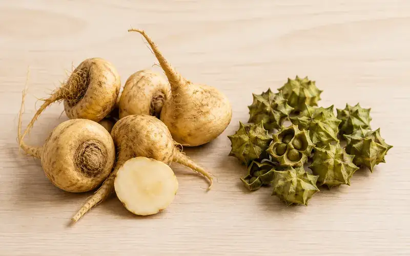 Maca roots beside tribulus fruits